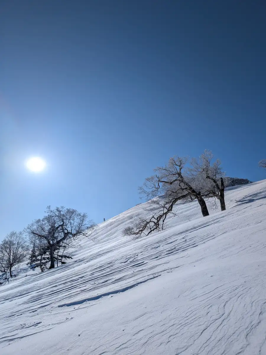 Rime-covered trees on a wind-sculpted slope under deep blue sky