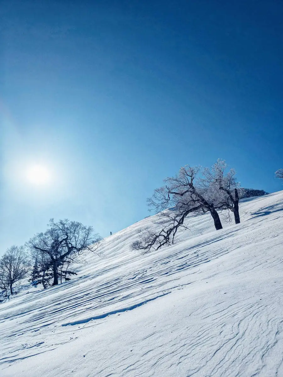Winter sun over rime-covered trees on an open slope