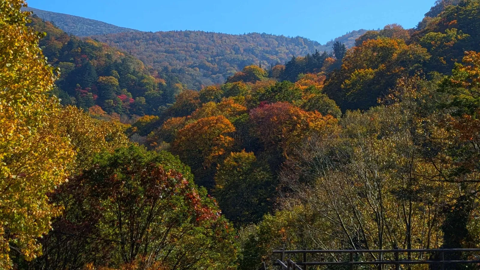 峡雲荘からのテラスからの2026年の紅葉風景