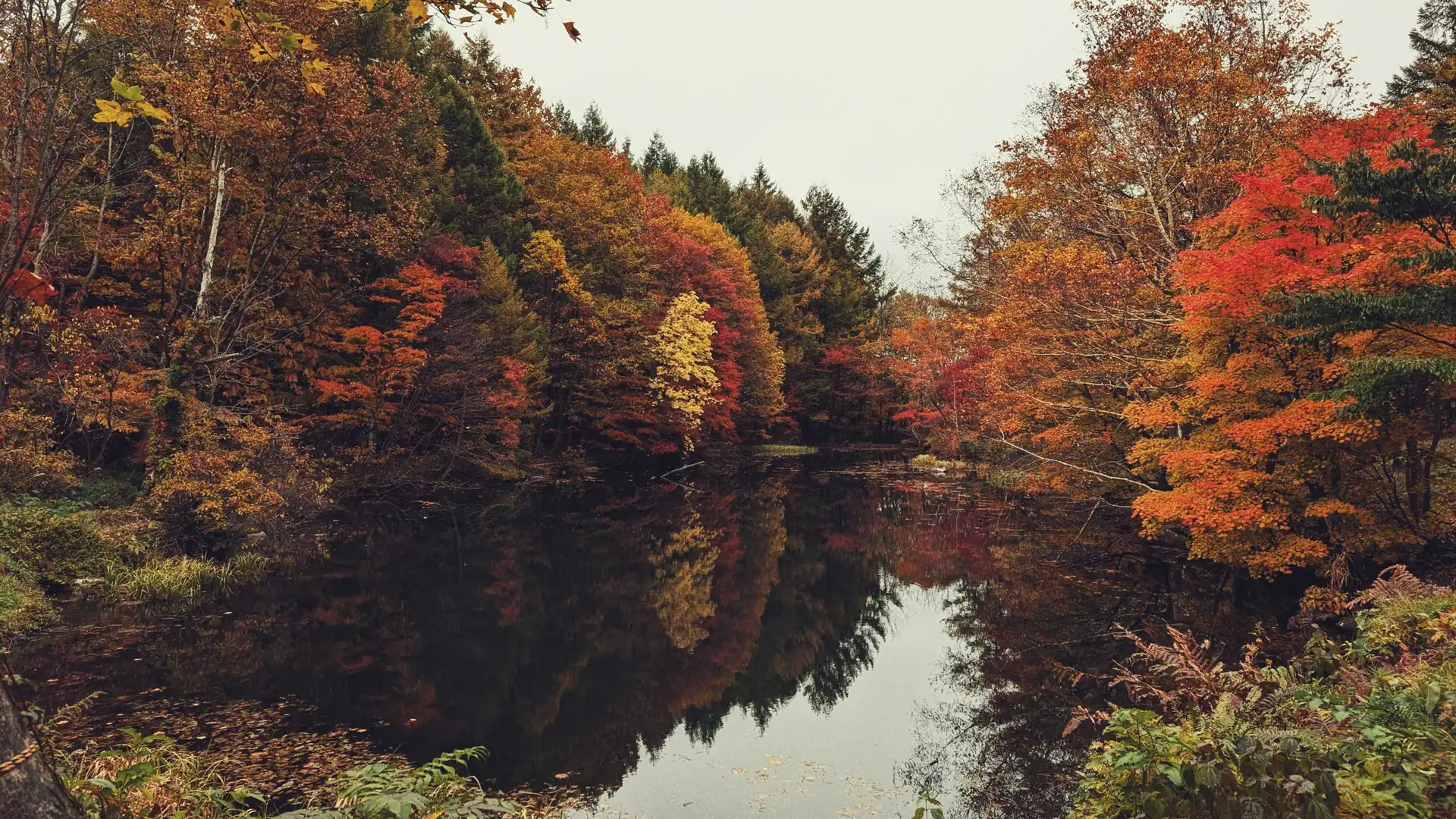 紅葉を映す五葉沼